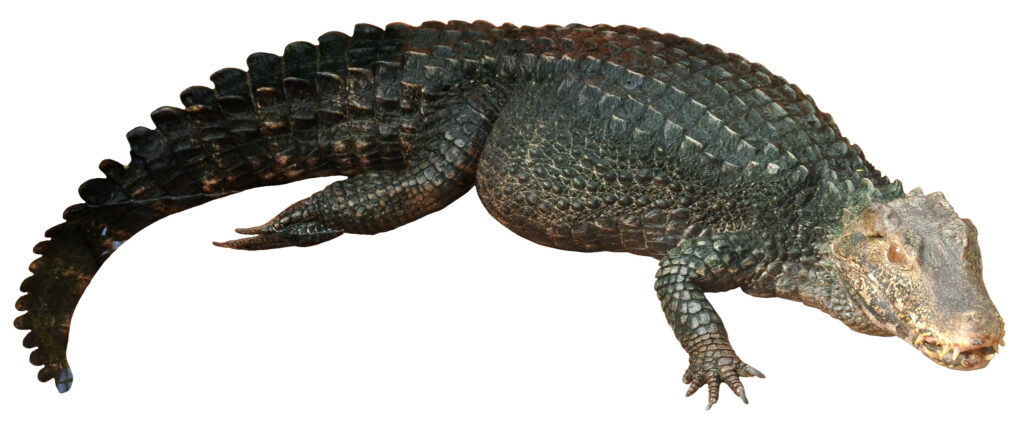 Caiman Wallpaper: Intricate Scales on White Background