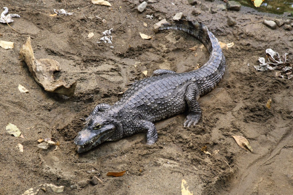 Caiman on Muddy Surface: Textured Wildlife Wallpaper Background