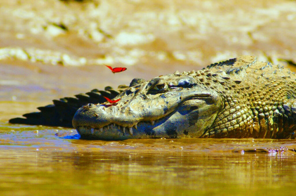 Serene Caiman Close-Up with Vibrant Butterflies – Nature's Harmony Wallpaper