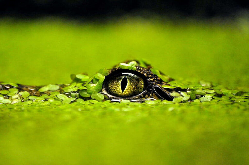 Camouflaged Caiman: Intense Gaze Amidst Green Vegetation Wallpaper