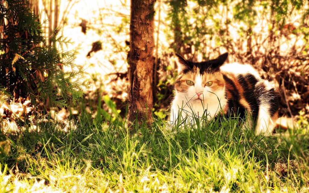 Poised Calico Cat in Sunlit Fall Landscape - Nature's Hunter Wallpaper