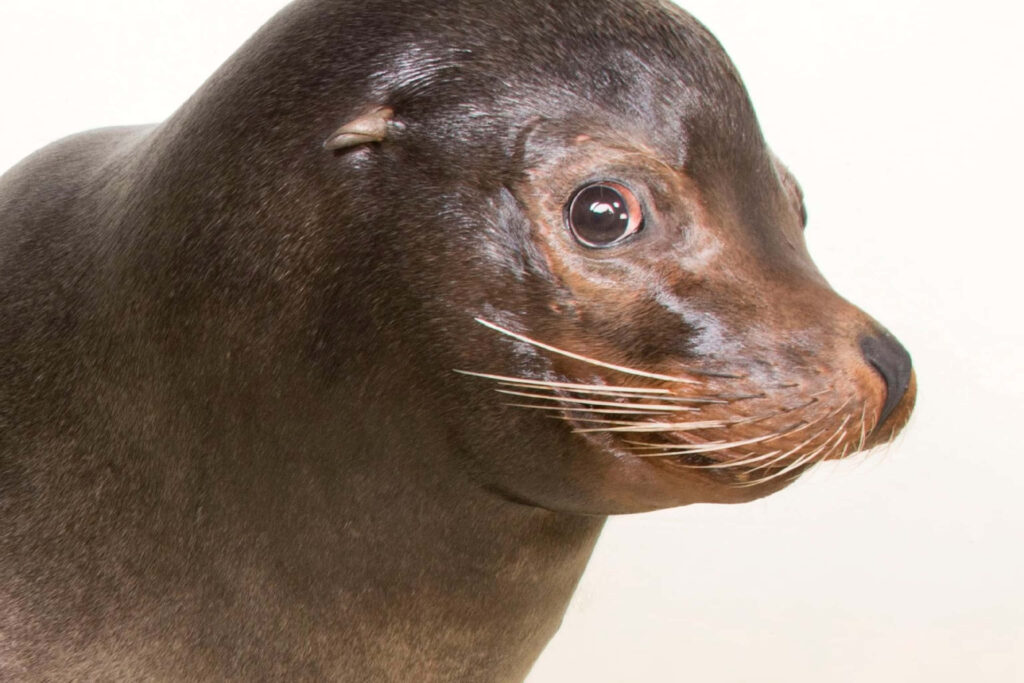 Close-Up Portrait of California Sea Lion: Sleek Fur & Expressive Eyes Wallpaper