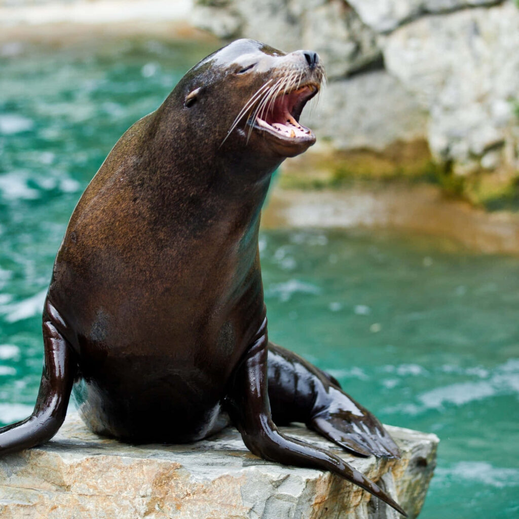 California Sea Lion Vocalizing on Rock: Captivating Ocean Background Wallpaper