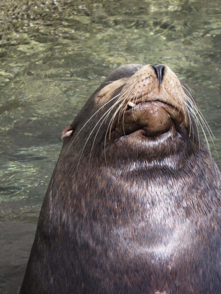 Sunlit California Sea Lion Relaxing by the Water’s Edge Wallpaper