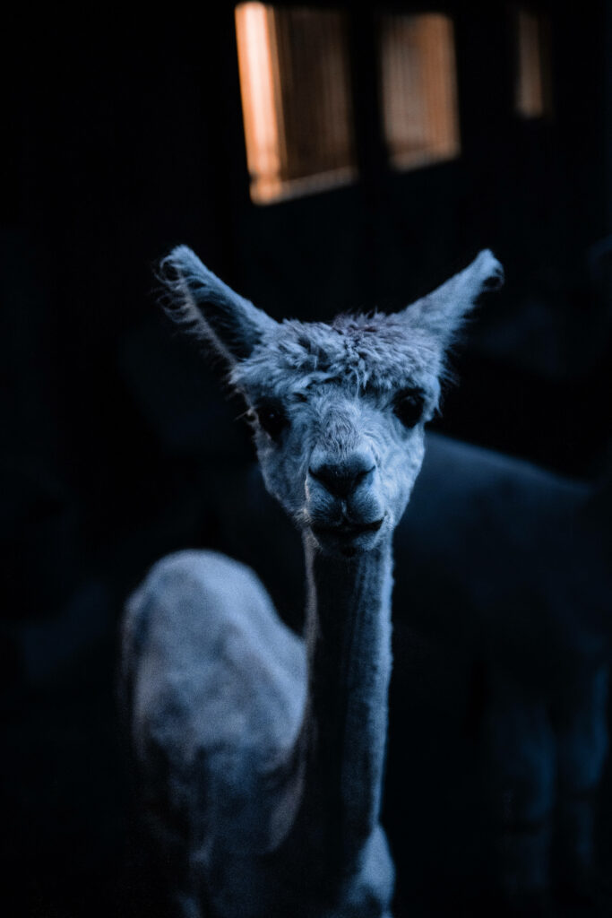 Alpaca with soft fur and curious expression glowing in blue light calm mysterious background wallpaper