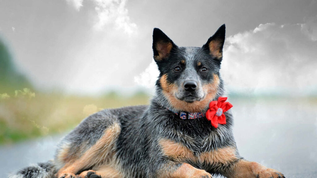 Australian Cattle Dog wearing red bow lying calmly on road with cloudy sky wallpaper background