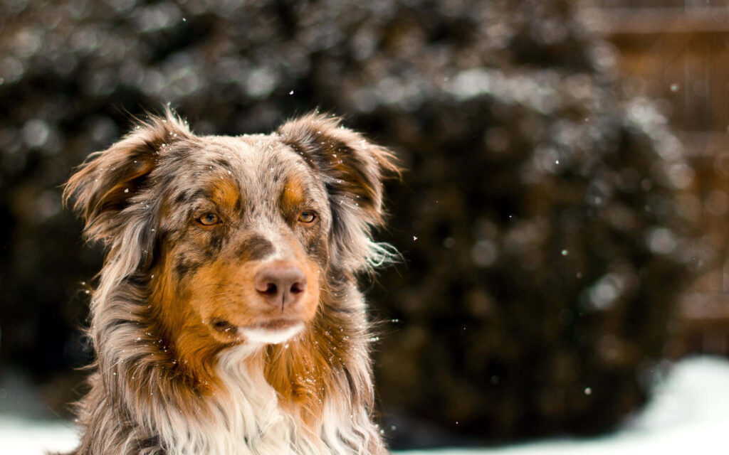 Australian Shepherd dog with vibrant coat sitting calmly in snowy winter landscape wallpaper background
