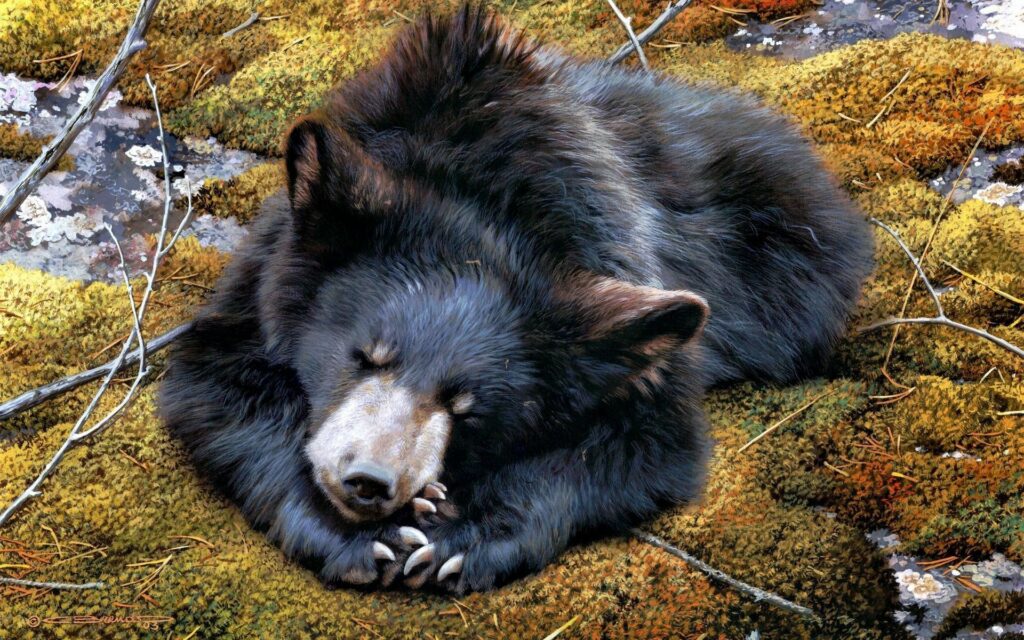 Serene Bear Resting on Lush Moss - Tranquil Nature Wallpaper
