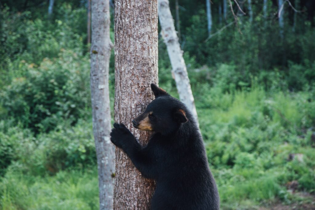 Calm Black Bear Embraces Tree in Lush Forest - Stunning Wildlife Wallpaper
