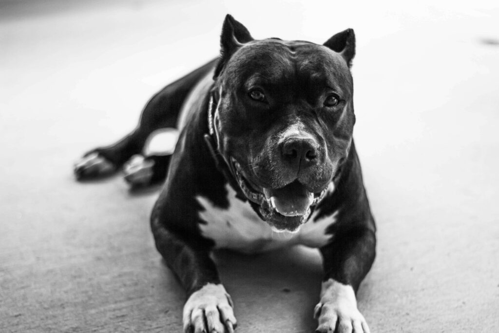 Charming Black and White Wallpaper of a Relaxed Pitbull