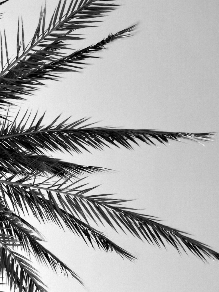 Calm Black and White Palm Tree Branches Wallpaper - Simple Background