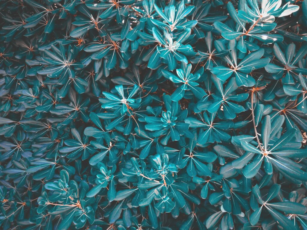 Blue toned lush plant leaves wallpaper creating a calm modern botanical nature-inspired background