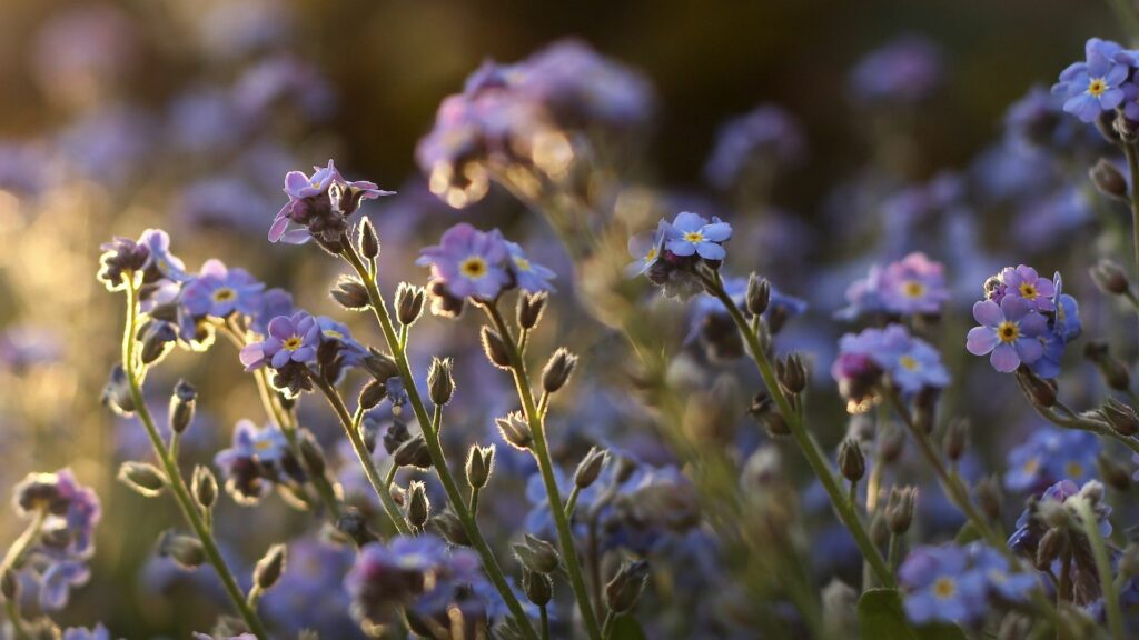 Serene 1920x1080 Wallpaper: Blue Forget-Me-Nots in Sunlight