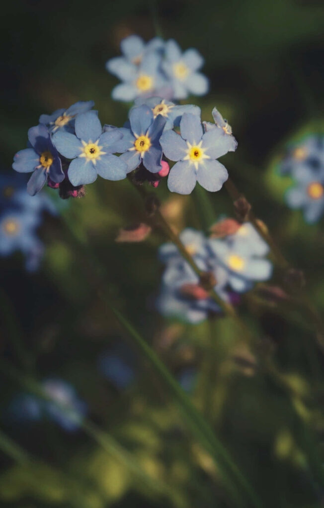 Serene Phone Wallpaper: Blue Forget-Me-Nots on Soft Blurred Background