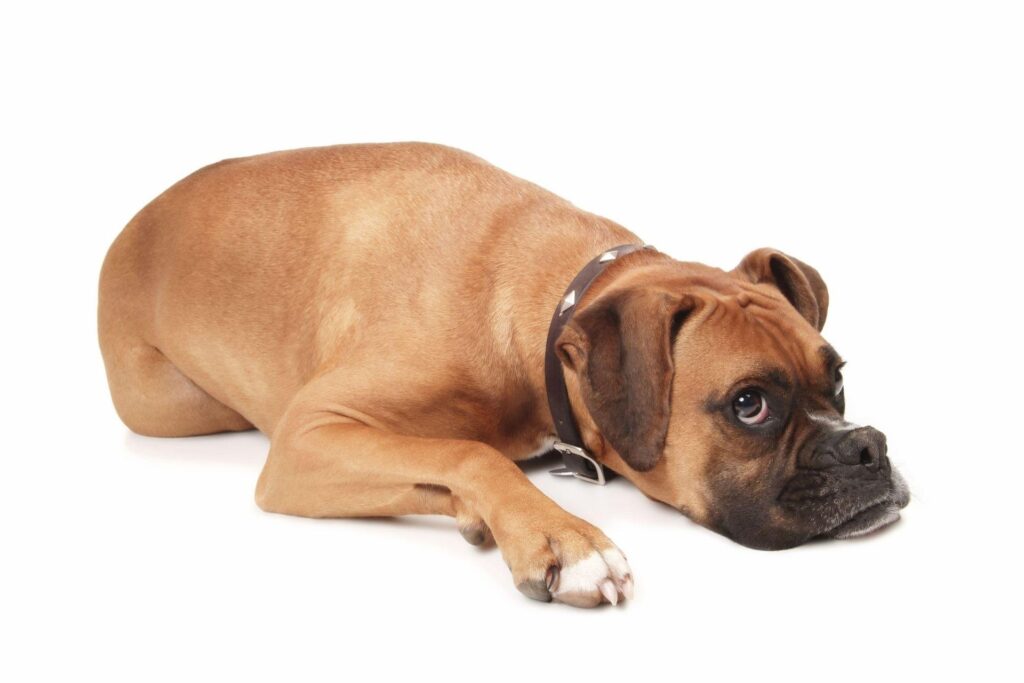 Calm Brown Dog Lying on White Background - Gentle Pet Wallpaper