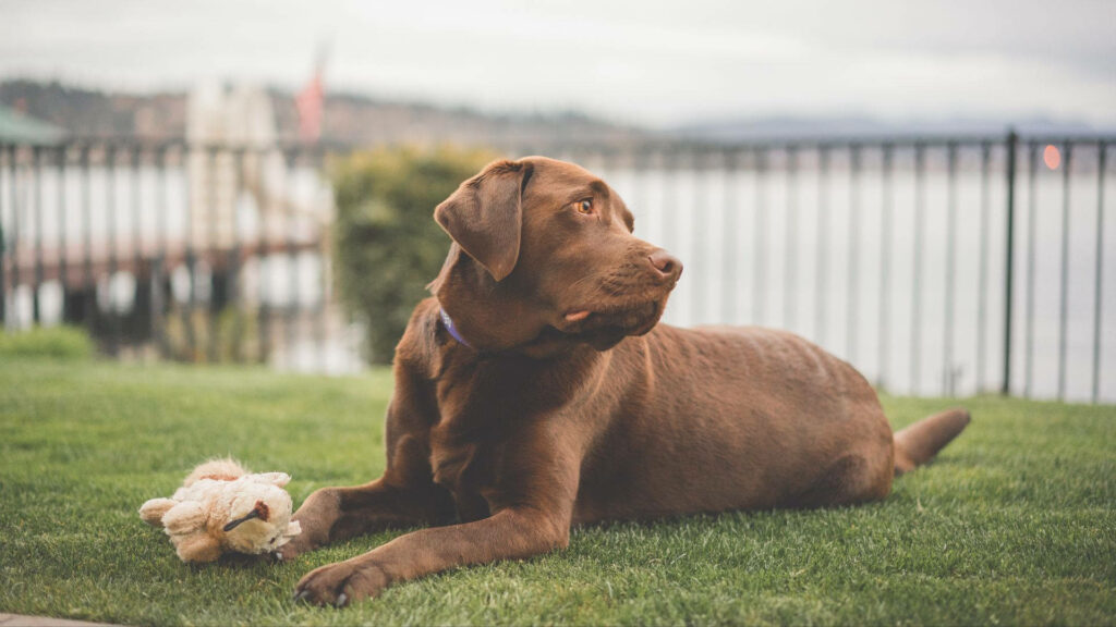 Calm Brown Labrador Wallpaper: Cozy Lakeside Bliss & Toy