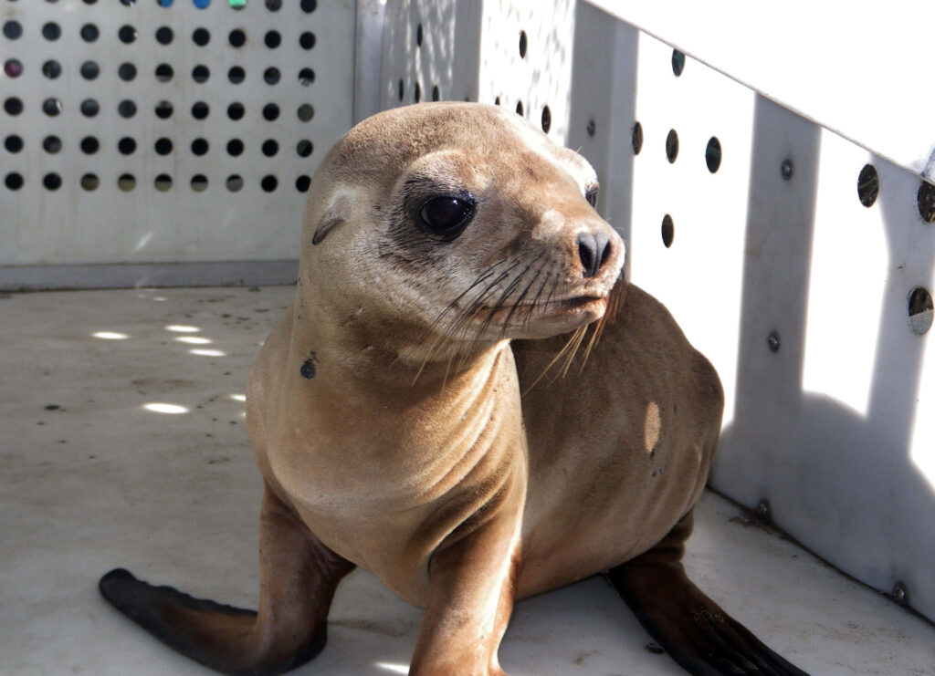 Calm California Sea Lion Indoor Wallpaper: Tan Fur & Curious Eyes
