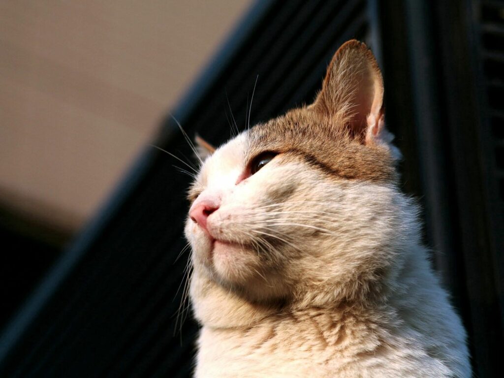 Calm Cat Close-Up Wallpaper: Soft Fur & Delicate Features