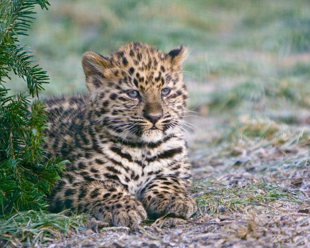 Cheetah Cub Lying on Grass: Calm and Innocent Nature Wallpaper