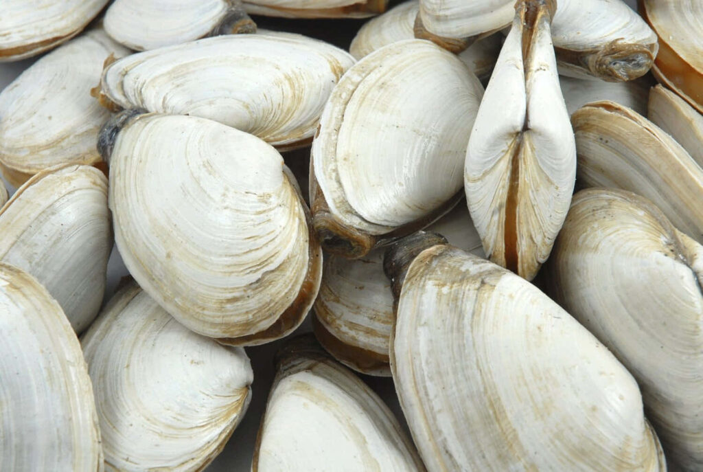 Close-up of smooth white and beige clam shells with natural textures beach coastal wallpaper background