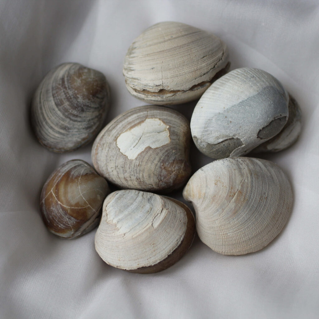 Close-up of clam shells on white fabric showcasing natural textures earthy tones coastal wallpaper