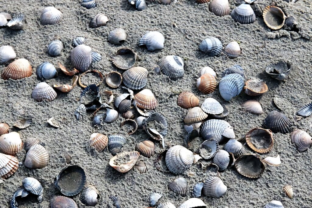 Sandy beach wallpaper with detailed cockle shells on textured wet sand in natural browns and silver