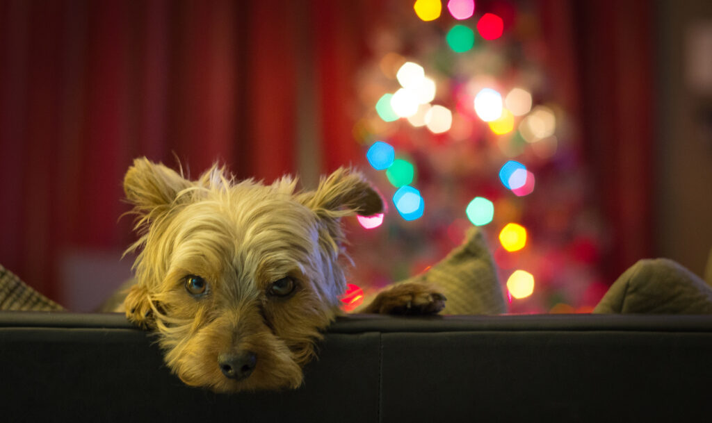 Calm Dog Portrait: Thoughtful Gaze with Warm Colorful Background Wallpaper
