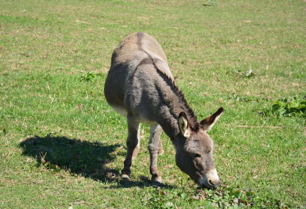 Calm brown donkey grazing on lush green grass in sunlit peaceful rural field landscape wallpaper