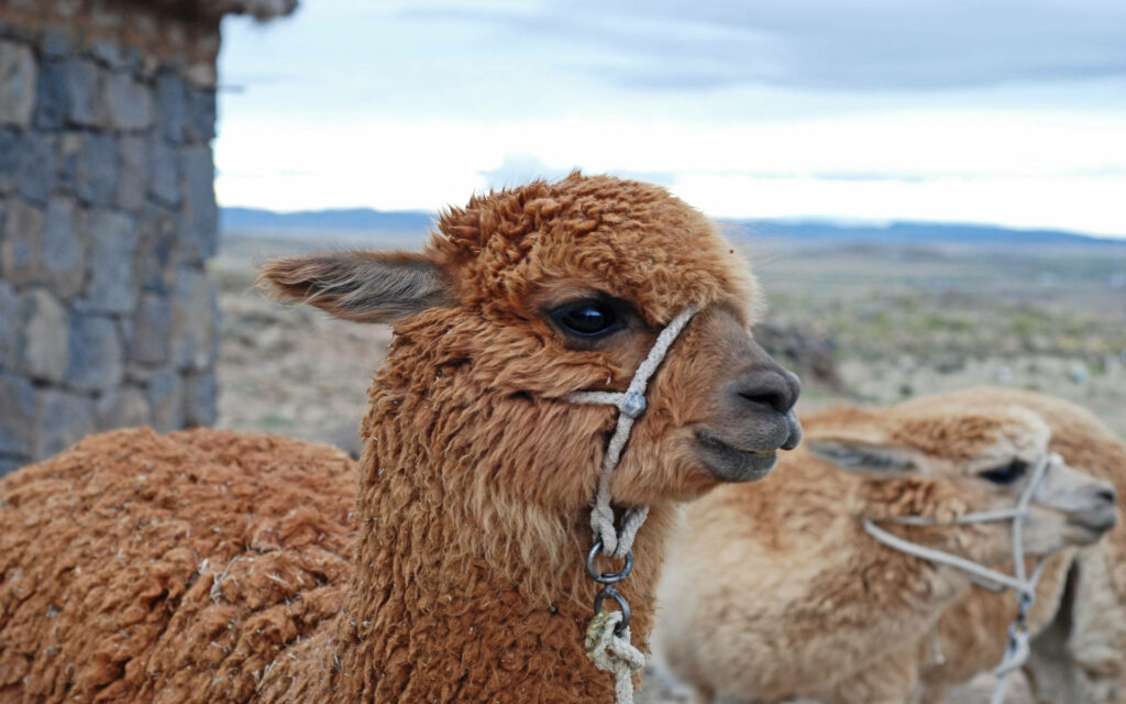 Fluffy alpaca with rope muzzle stands outdoors near stone building and another alpaca scenic landscape Wallpaper