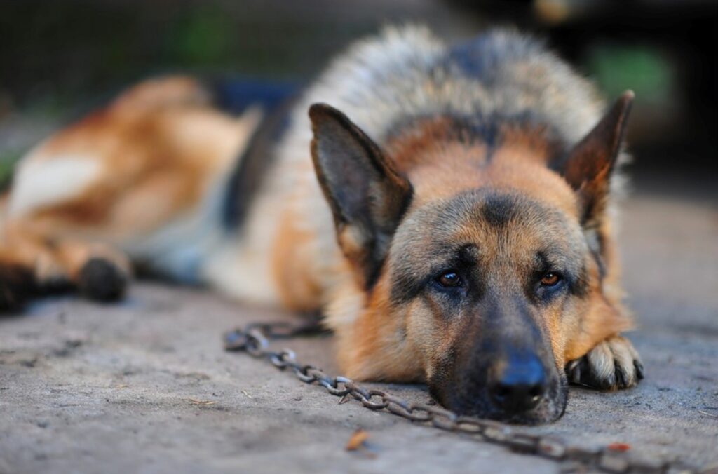 Calm German Shepherd: A Watchful Guardian in Serene Posture Wallpaper