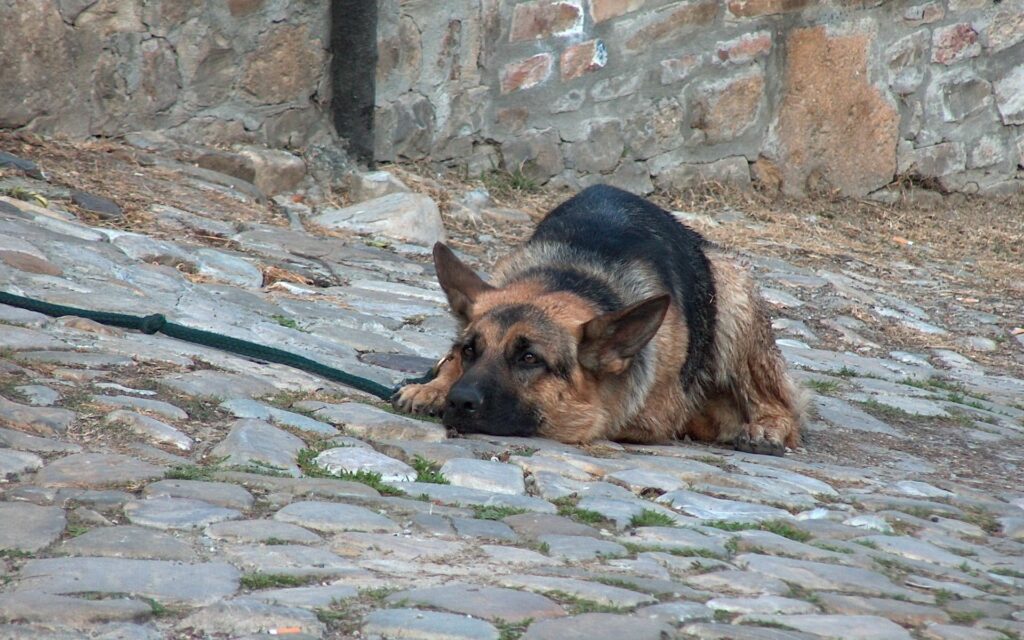 Calm German Shepherd on Cobblestone with Rustic Stone Backdrop Wallpaper