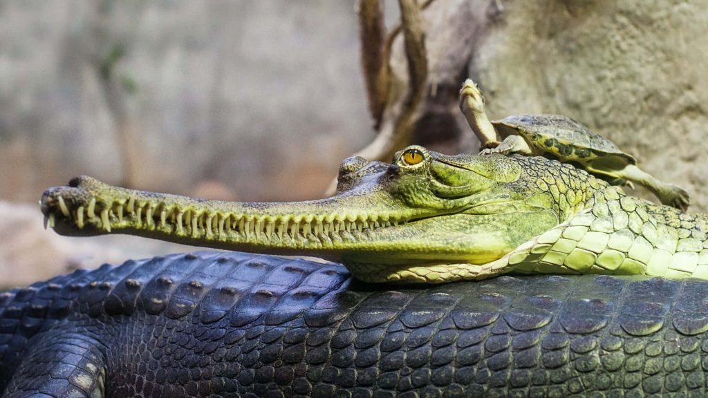 Calm gharial with textured scales and small turtle resting on head in natural light scene Wallpaper