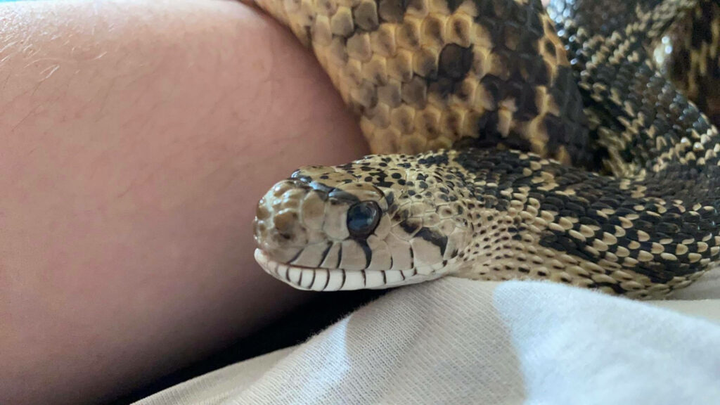 Calm Gopher Snake Wallpaper: Intricate Scales & Natural Beauty