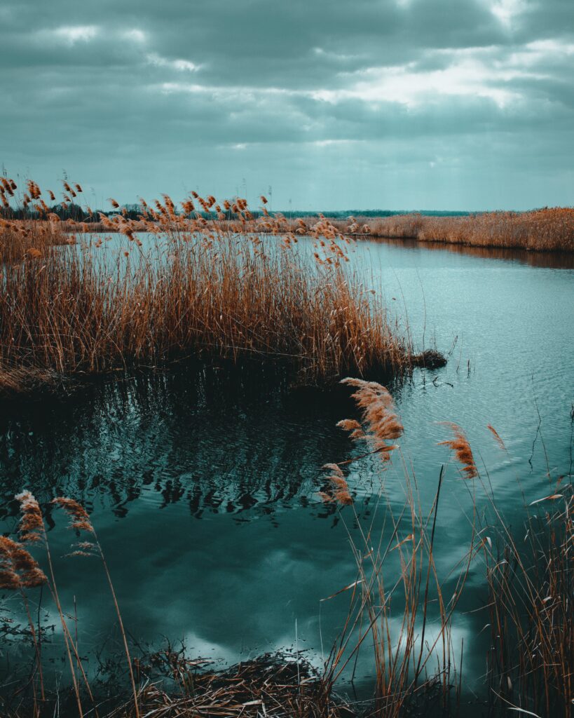 Calm lake with tall dry reeds and moody cloudy sky in blue and golden brown tones wallpaper
