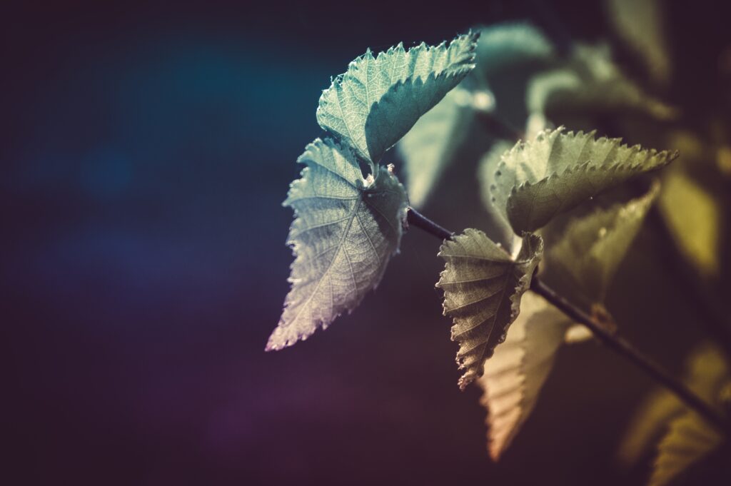 Calming Plant Leaves Wallpaper with Soft Lighting & Gradient Background