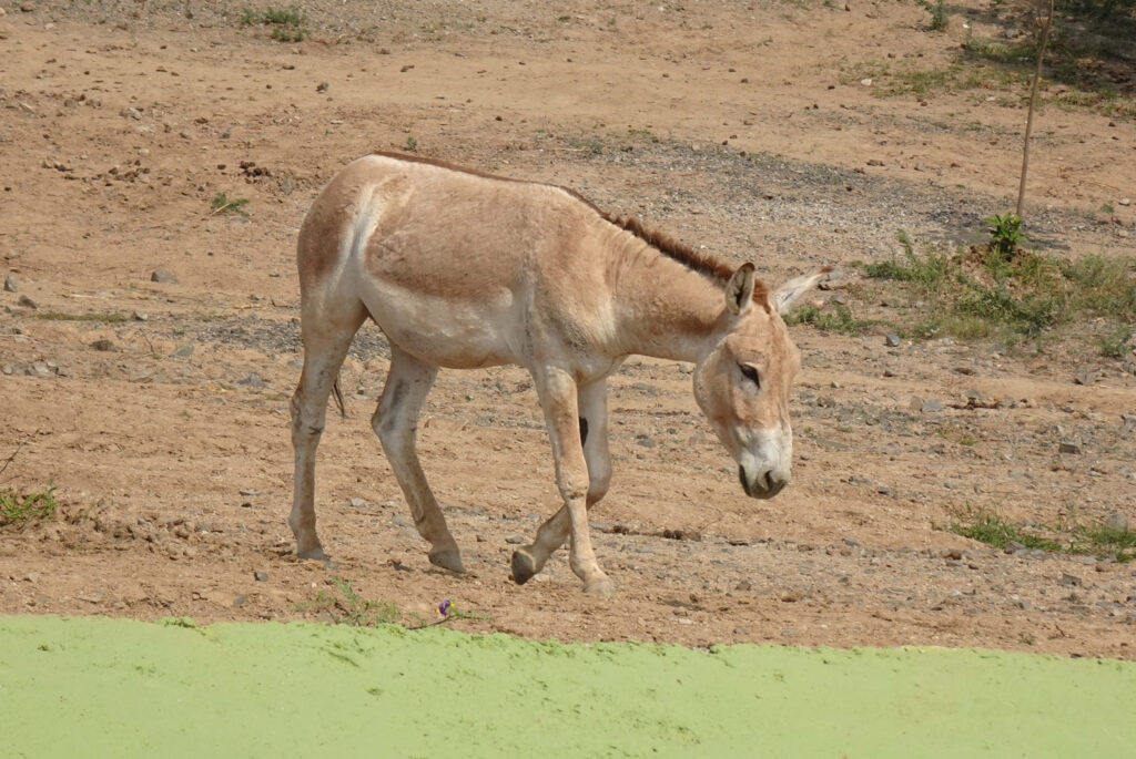 Light brown donkey walking on sunlit dry sandy landscape with sparse vegetation and shadow Wallpaper
