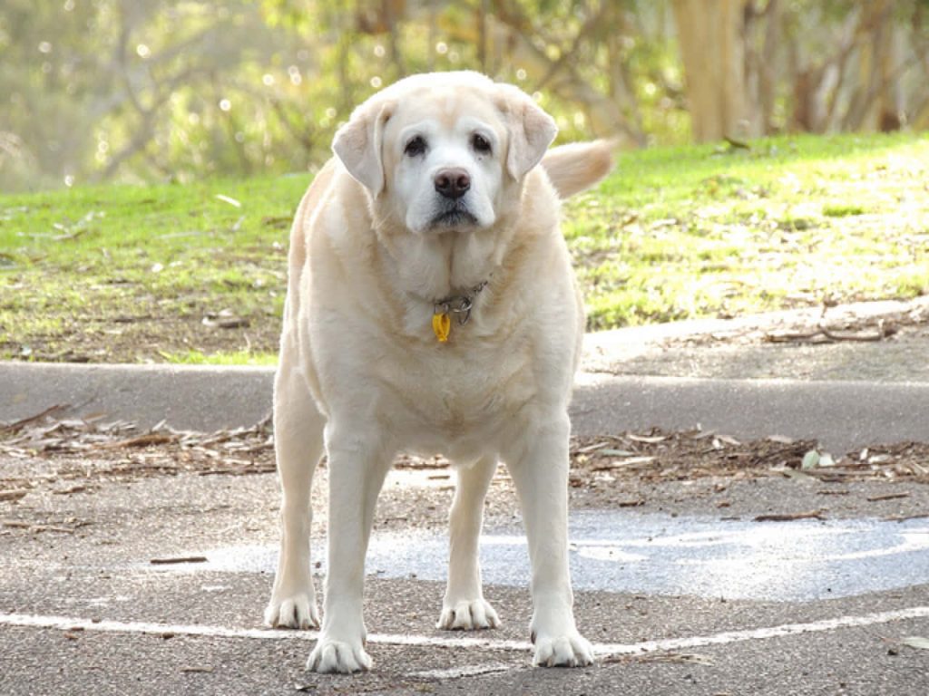 Calm light Yellow Labrador Retriever standing on asphalt with sunlit park background outdoors Wallpaper