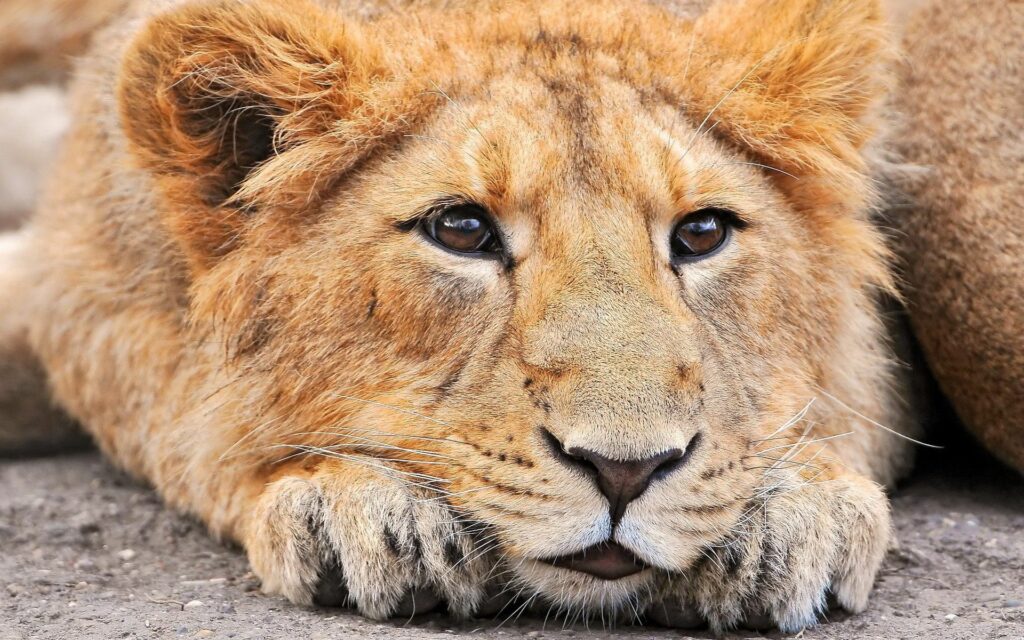 Calm Lion Close-Up Wallpaper: 1920x1200 Nature Beauty