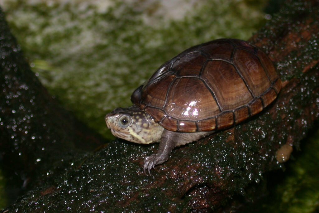 Mud turtle resting on mossy log with smooth domed shell in natural earthy habitat wallpaper background