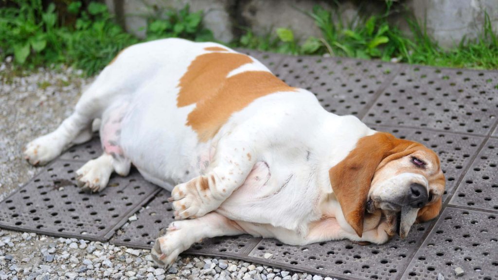 Overweight Basset Hound resting on outdoor rubber mats with gravel background peaceful scene Wallpaper