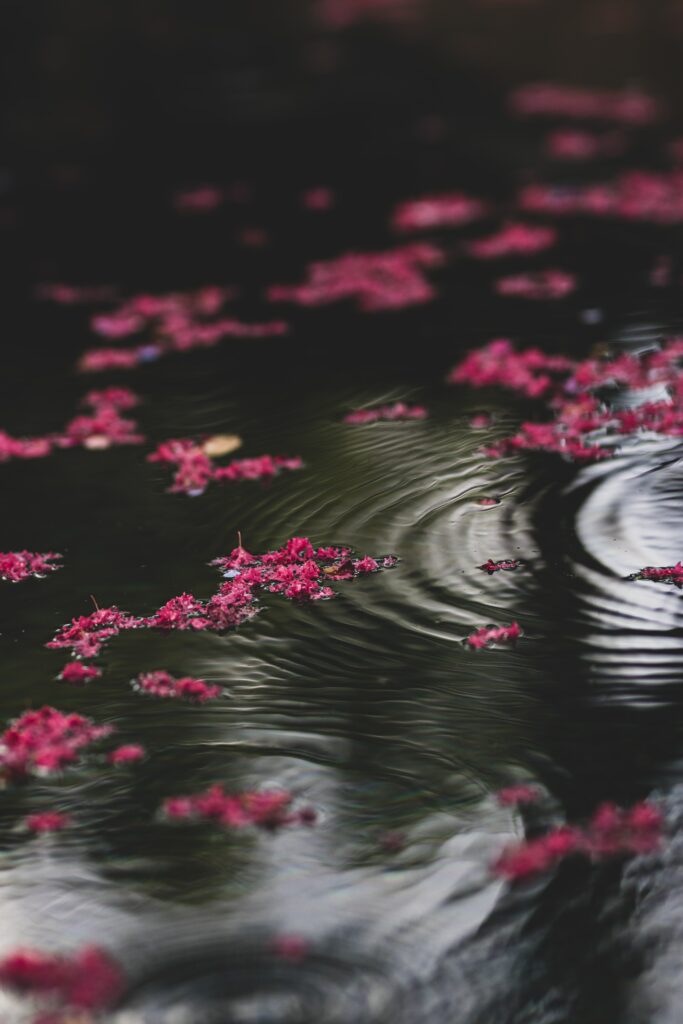 Calming Pink Flower Wallpaper: Serene Water Ripples & Glare Background