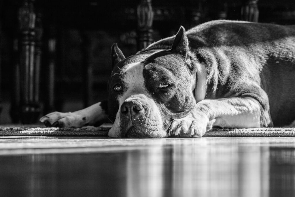 Serene Pitbull in Sunlight: Black and White Wallpaper Background
