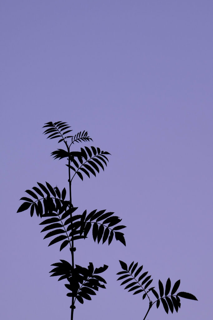 Minimalist dark silhouette of leafy branches against smooth gradient purple sky wallpaper background