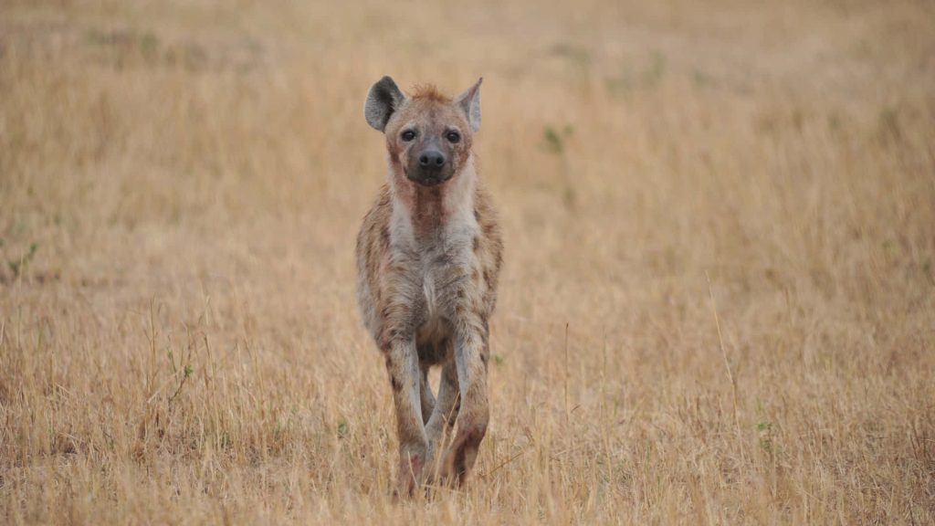 Spotted hyena walking through dry golden savanna with focused gaze and soft natural light Wallpaper