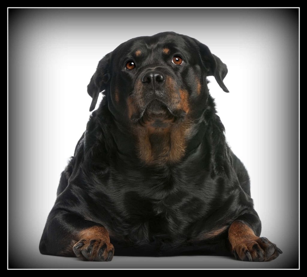 Stocky Rottweiler with calm soulful eyes lounging on white background dark vignette border wallpaper