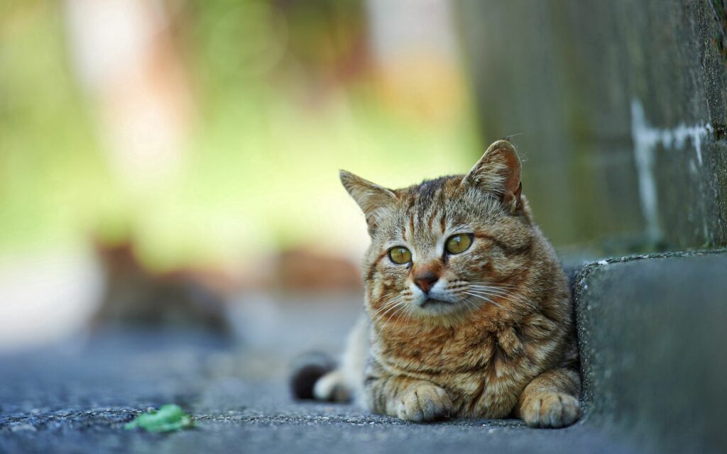 Tranquil Striped Cat on Street: Calm & Inviting Wallpaper