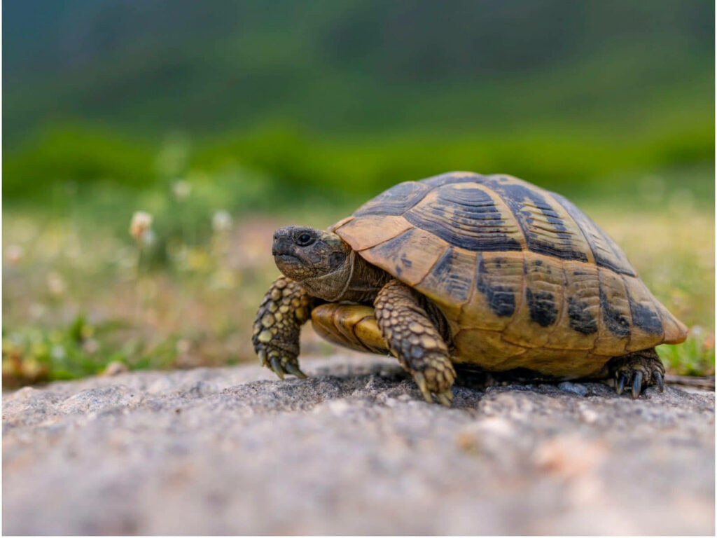 Tortoise in Serene Habitat: Nature Wallpaper with Soft Focus Greenery