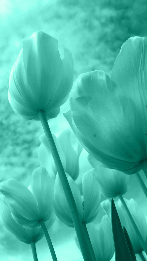 Serene Turquoise Tulip Wallpaper: Elegant Floral Background
