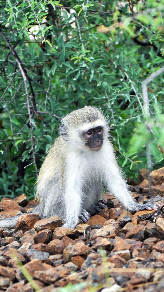 Vervet monkey resting on rocks surrounded by vibrant green foliage in natural habitat wallpaper