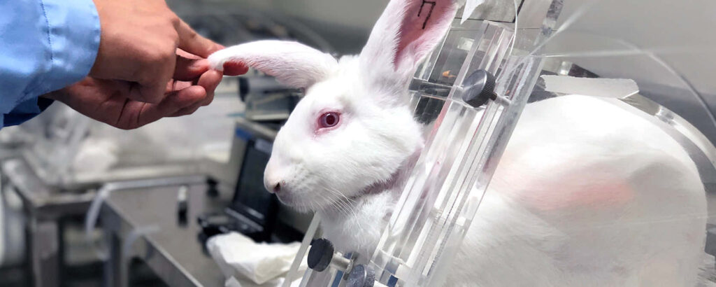 Calm White Rabbit in Laboratory: Gentle Care in Medical Setting Wallpaper